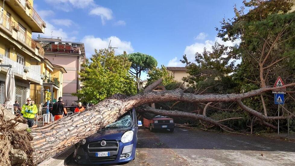 Albero crollato a Montecatini, «ho sentito un boato dietro di me. Sono viva soltanto per un miracolo»