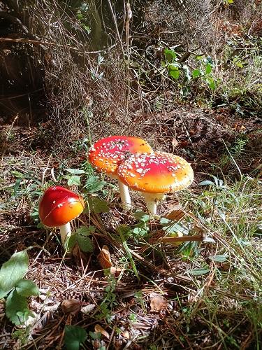 Un esemplare di <em>Amanita muscaria</em>, fungo velenoso