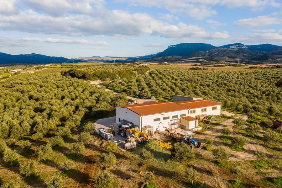 Una buona annata per le olive, gli agricoltori: «Finalmente la pioggia ci aiuta»