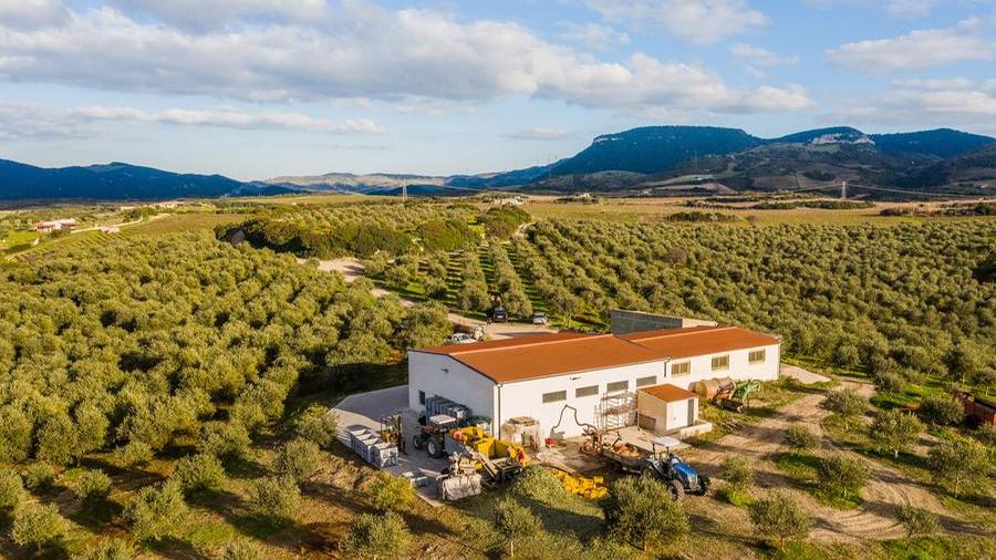 Una buona annata per le olive, gli agricoltori: «Finalmente la pioggia ci aiuta»