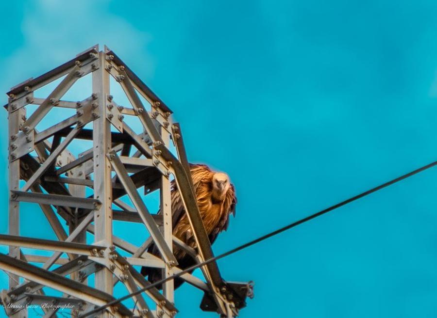 
	Lo splendido grifone sul traliccio a Budoni ripreso dalla fotografa ambientalista Alessia Succu

