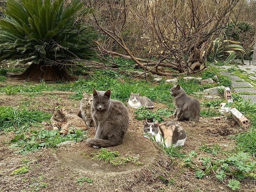 Sassari, i nonni di Casa Serena adottano i 22 gatti sfrattati dall’ex Colonia