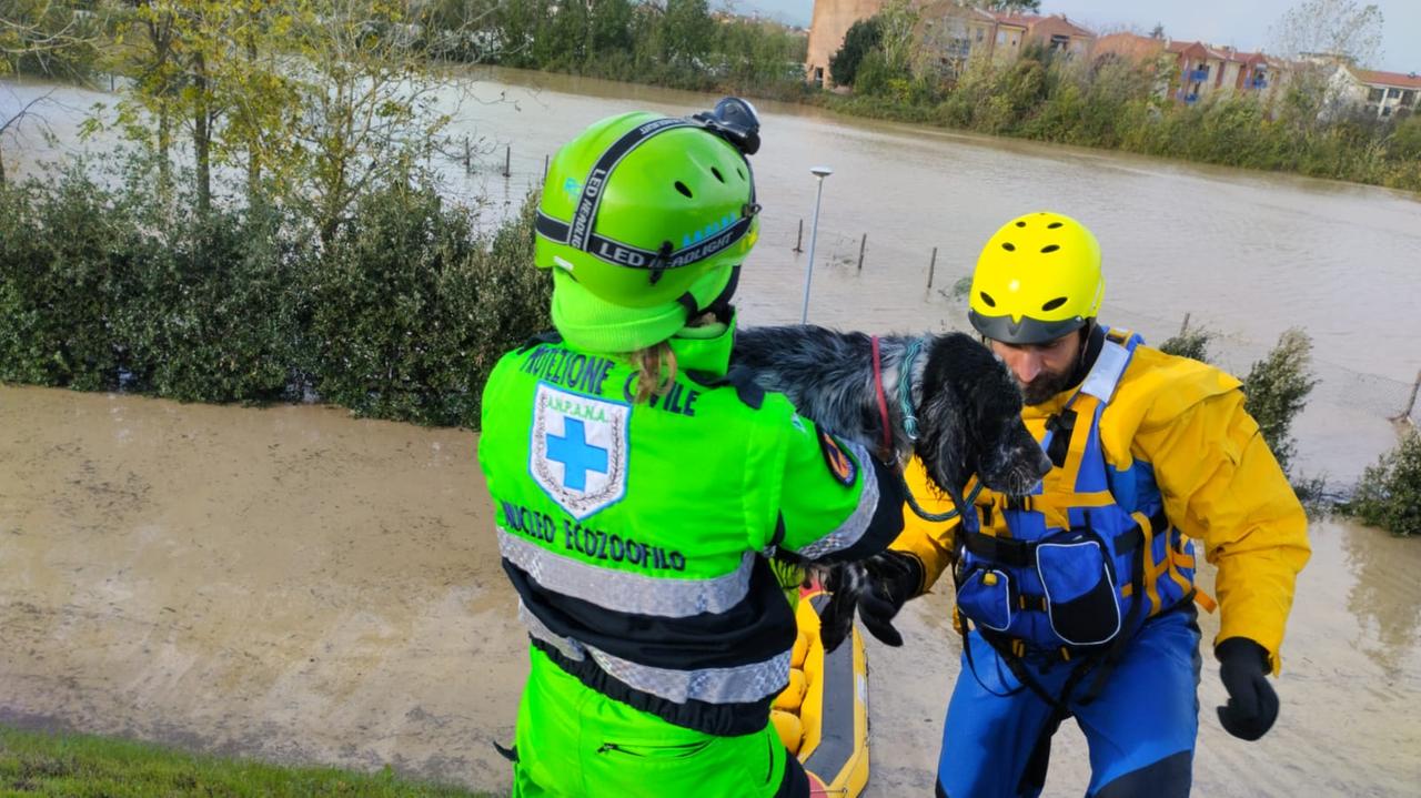 Il salvataggio di uno dei due cani