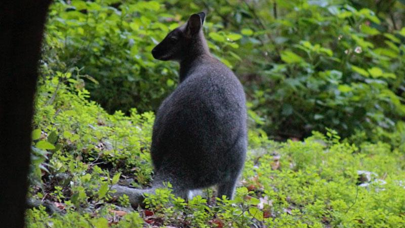 I canguri wallaby a Semproniano al Centro degli animali selvatici