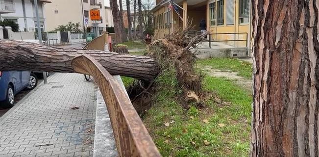 Pisa, alberi caduti vicino alle scuole. «Serve monitoraggio accurato»