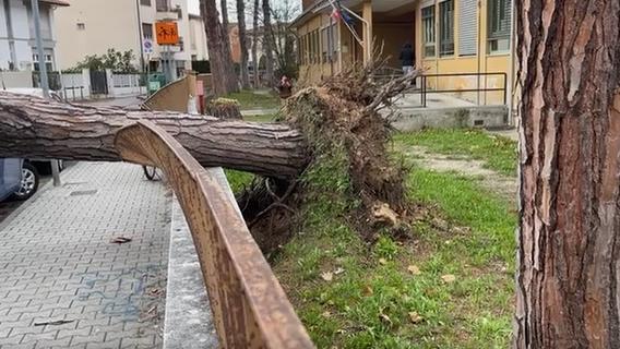Pisa, alberi caduti vicino alle scuole. «Serve monitoraggio accurato»