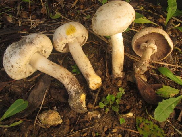 
	Alcuni funghi simili ai prataoioli ma velenosi,&nbsp;che spesso inducono in errore chi li raccoglie

