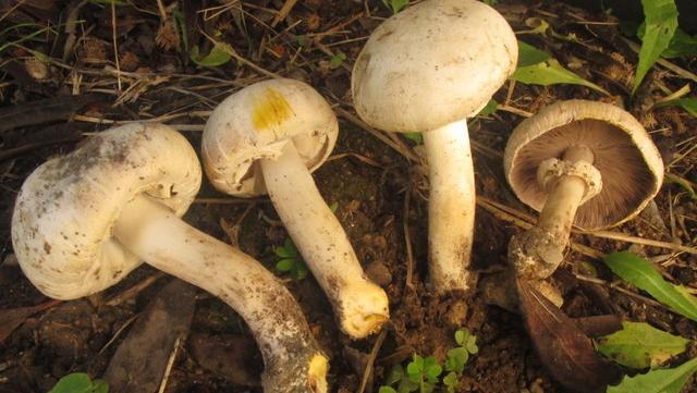 
	Alcuni funghi simili ai prataoioli ma velenosi,&nbsp;che spesso inducono in errore chi li raccoglie


