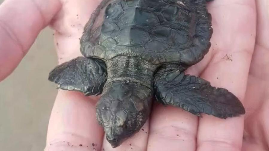 Donoratico, il bimbo di 7 anni salva la tartarughina Onda spiaggiata dalla mareggiata