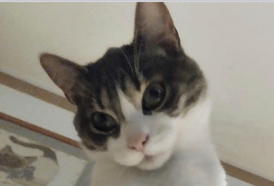 
	Il gatto Wiston

