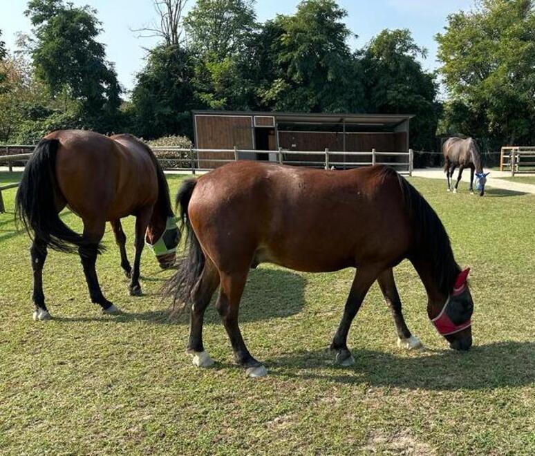 Cicci e gli altri, la nuova vita felice dei cavalli salvati dai maltrattamenti