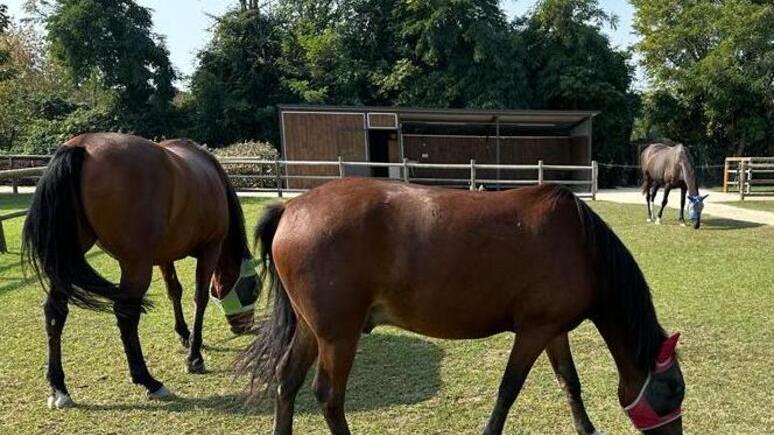 Cicci e gli altri, la nuova vita felice dei cavalli salvati dai maltrattamenti
