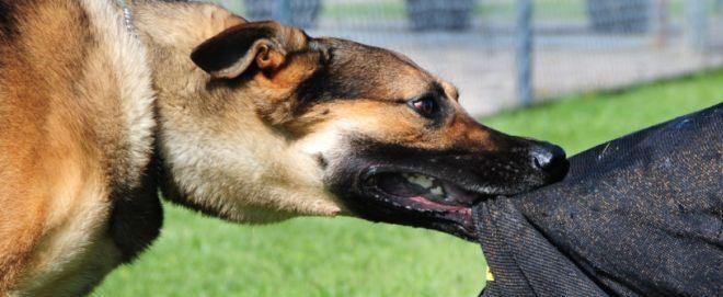 Grosseto, ordinanza del sindaco per un cane pericoloso: «Necessario l’intervento terapeutico»
