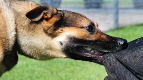 Grosseto, ordinanza del sindaco per un cane pericoloso: «Necessario l’intervento terapeutico»