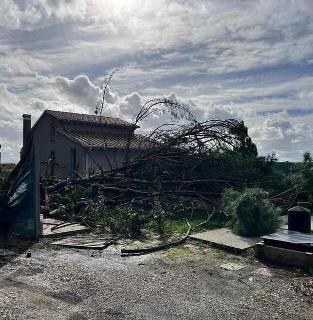 Ponsacco, pino secolare di venti metri si abbatte vicino all’agriturismo: «Sfiorata una tragedia»<br>
