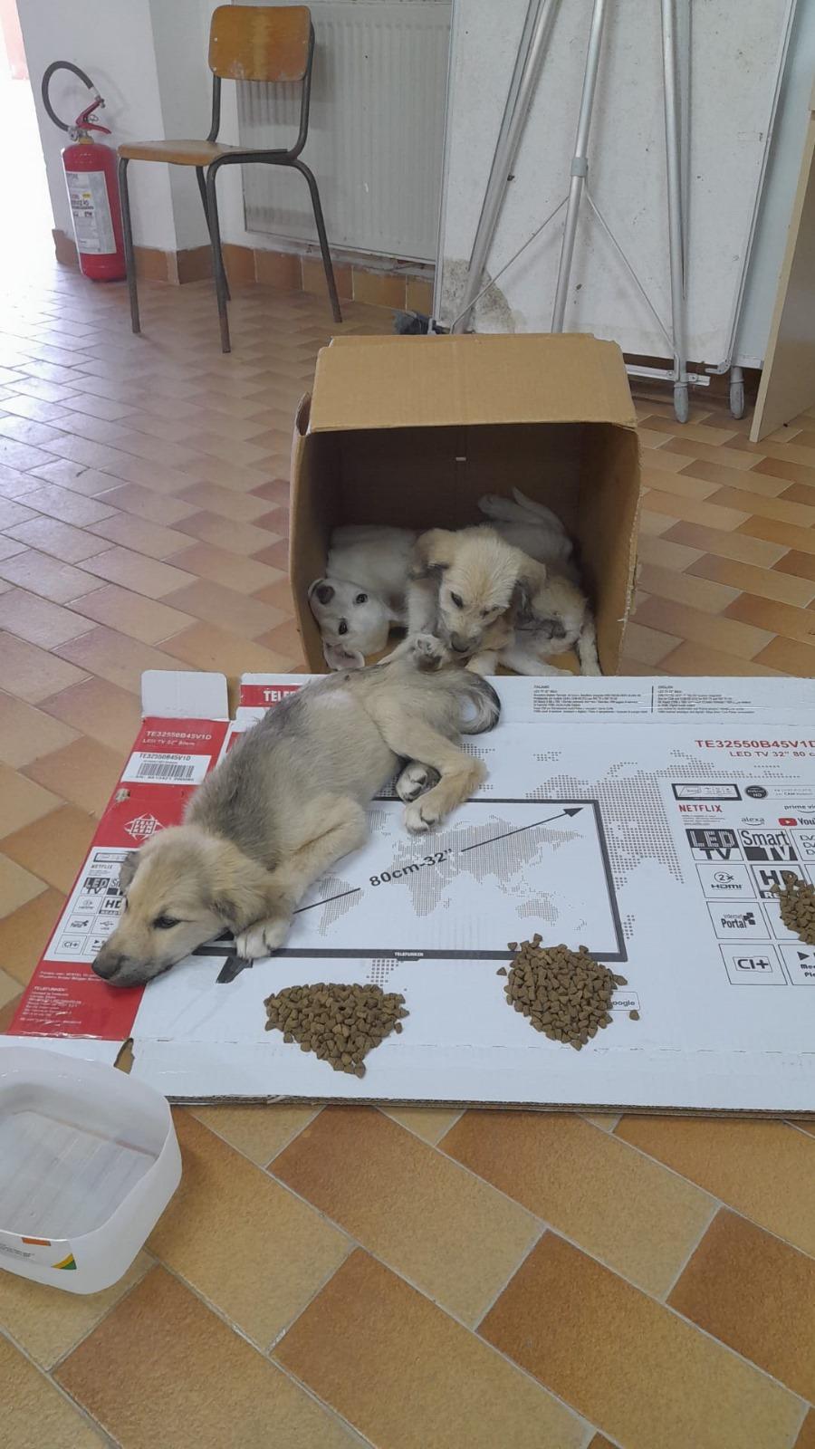 Muravera, tre cuccioli abbandonati in strada