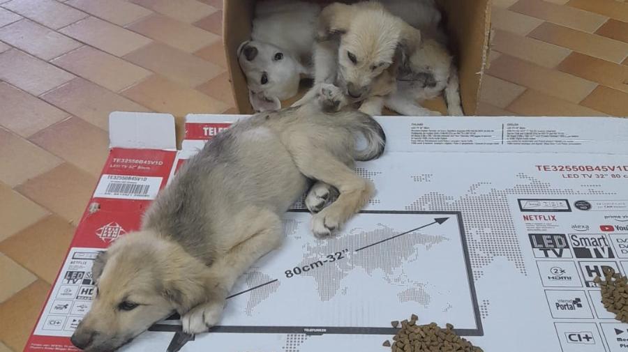 Muravera, tre cuccioli abbandonati in strada