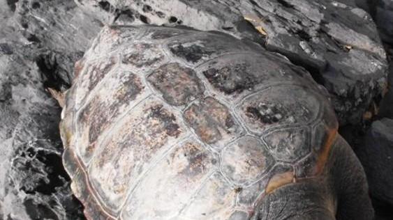 Trovata morta una tartaruga di 50 chili 