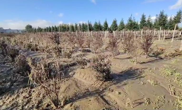
	Uno dei vivai toscani danneggiati dall'alluvione


