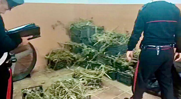 Coltivava canapa light, ma poi la vendeva in proprio