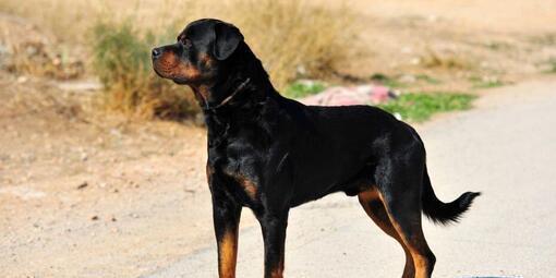 Un esemplare di rottweiler (archivio)