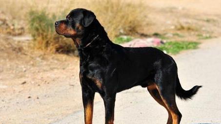 Un esemplare di rottweiler (archivio)