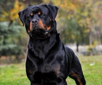 Nella foto, un esemplare di rottweiler