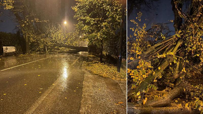 Due alberi crollati sul viale Apua per il maltempo dei giorni scorsi