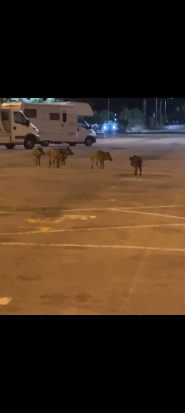 Sassari cinghiali in piazzale Segni