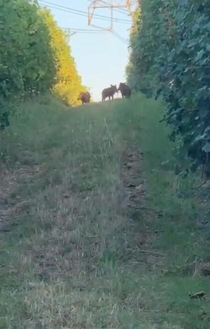 «Aggrediti da un cinghiale e inseguiti per 200 metri»