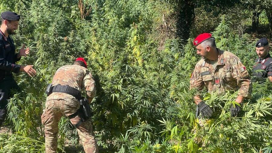 Maxi piantagione di marijuana, arrestati due agricoltori di Orune e Bono