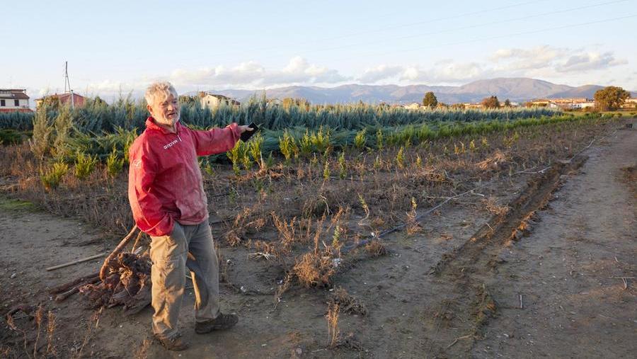 Il vivaio dove è stato trovato il corpo senza vita di Antonio Tumolo (foto Autovino)