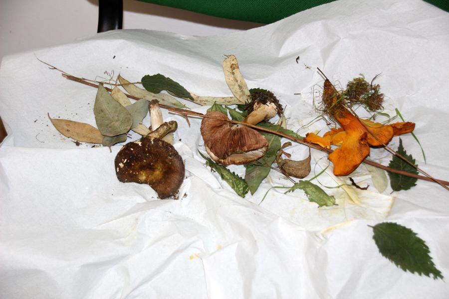 
	Nella foto alcuni funghi non commestibili

