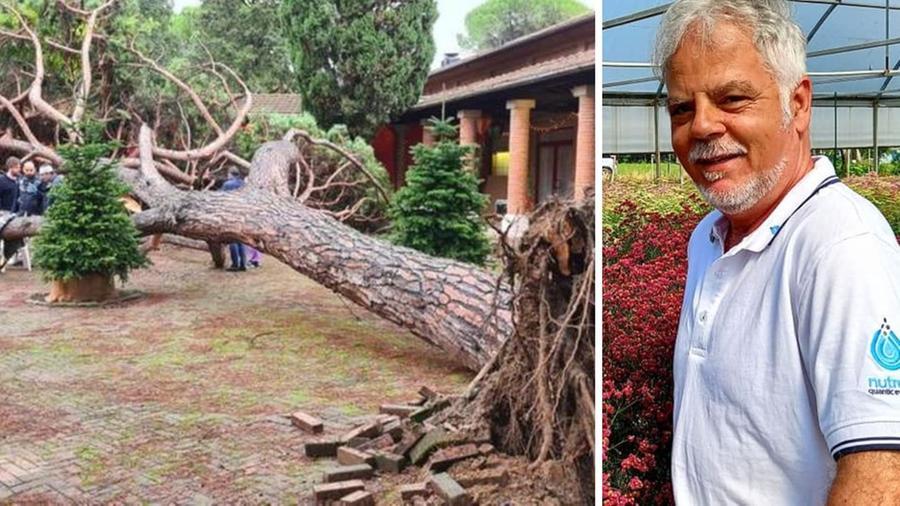 
	Il pino caduto sulla Baita di Babbo Natale a Montecatini e l'agronomo Gianluca Burchi

