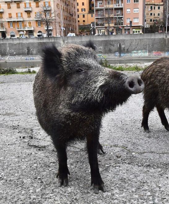 La peste suina è in Emilia