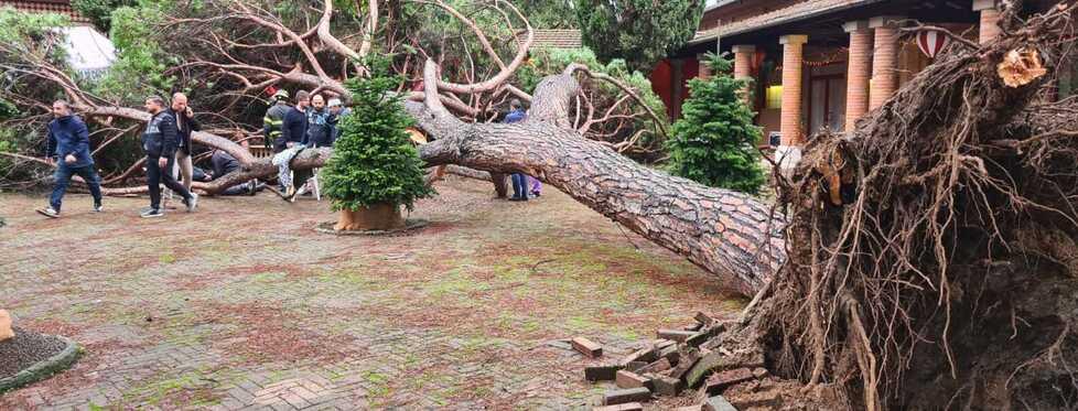 Montecatini, tragedia sfiorata per un pino. Il sindaco: «Verifiche periodiche del Comune. Anche i privati devono fare la loro parte»
