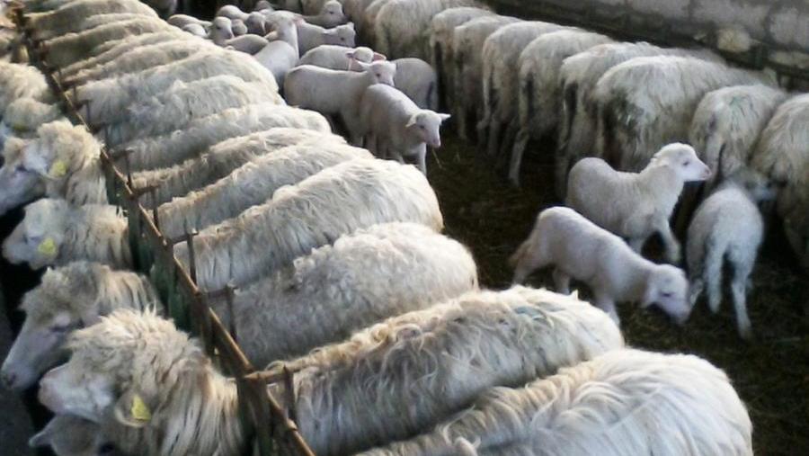 
	Un allevamento di pecore

