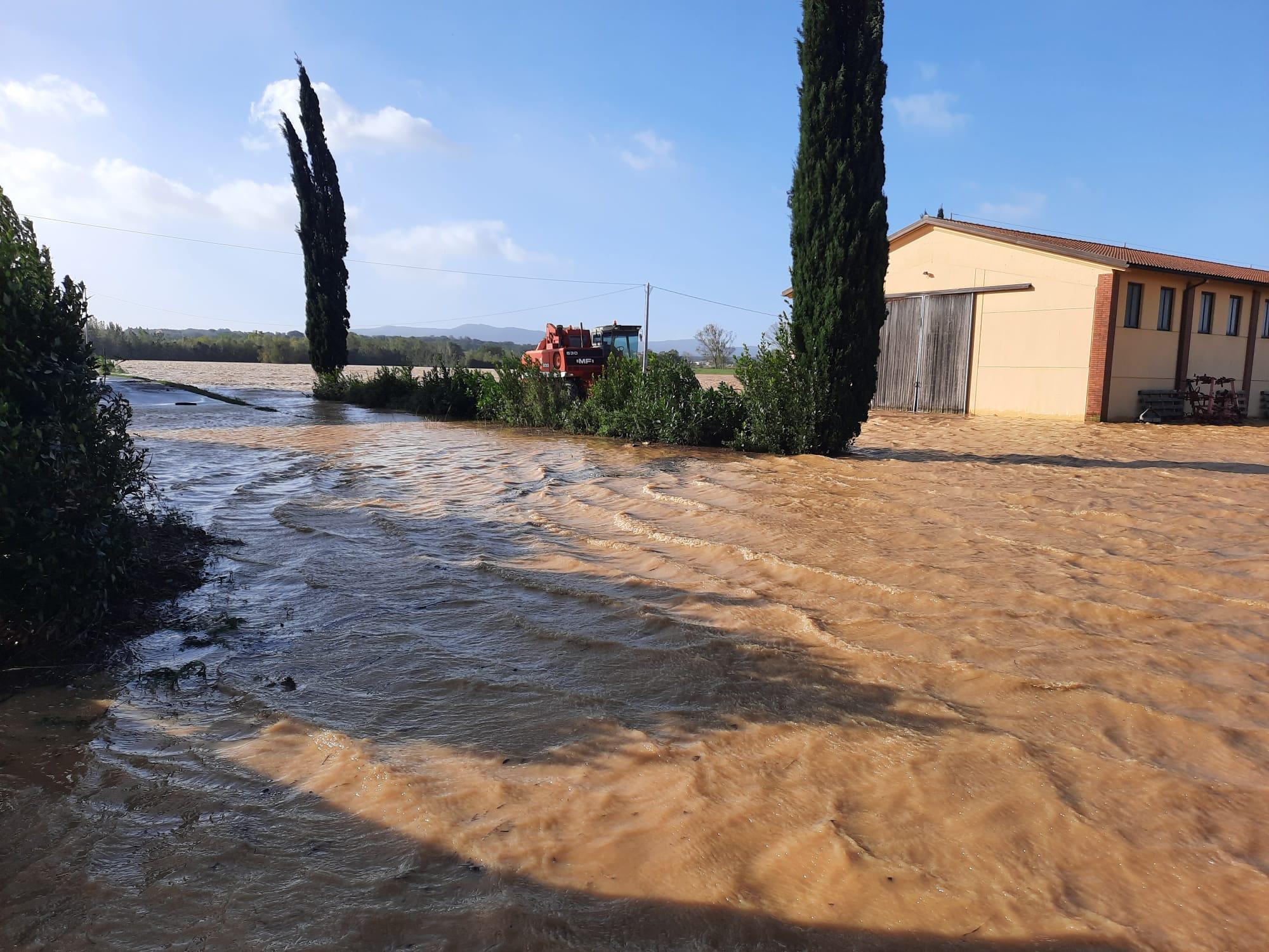 L’acqua che ha invaso i campi di Fauglia sommergendo i grandi sacchi con dentro i 5mila quintali di grano dell’azienda agricola dei Musu