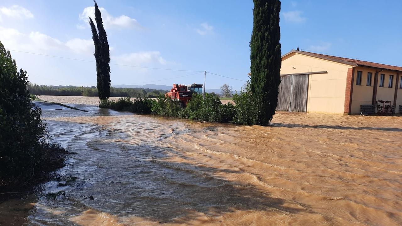 L’acqua che ha invaso i campi di Fauglia sommergendo i grandi sacchi con dentro i 5mila quintali di grano dell’azienda agricola dei Musu