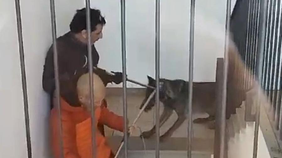 Il lupo nel palazzo a Limite e Capraia