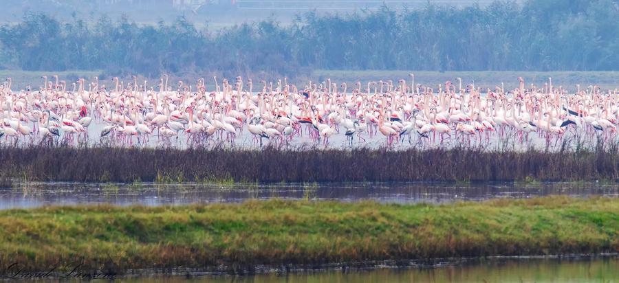 Comacchio. I fenicotteri colorano di rosa il paesaggio