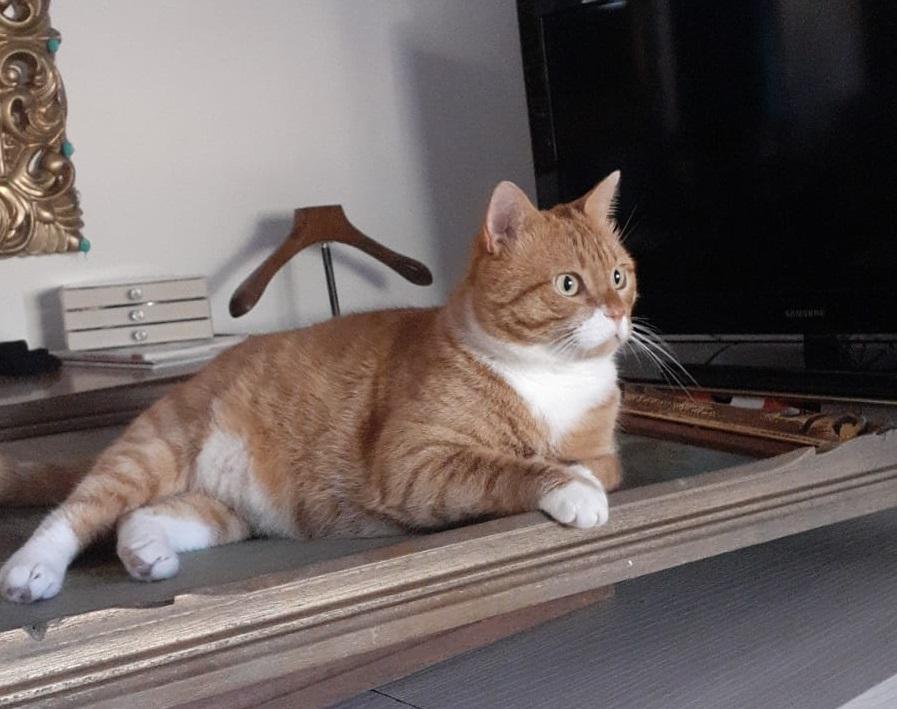 Livorno, si cerca un gatto in zona ospedale: “sono disperata aiutatemi”