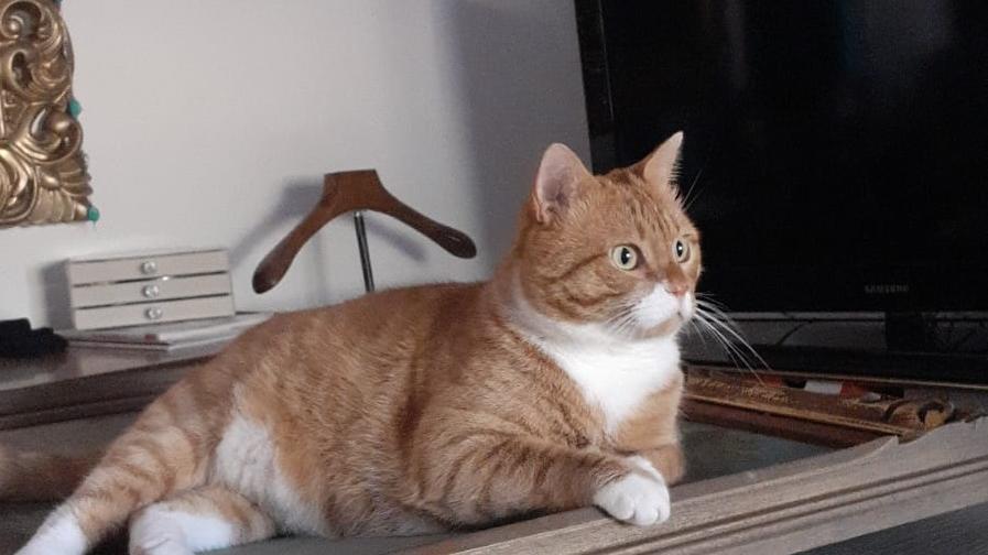 Livorno, si cerca un gatto in zona ospedale: “sono disperata aiutatemi”