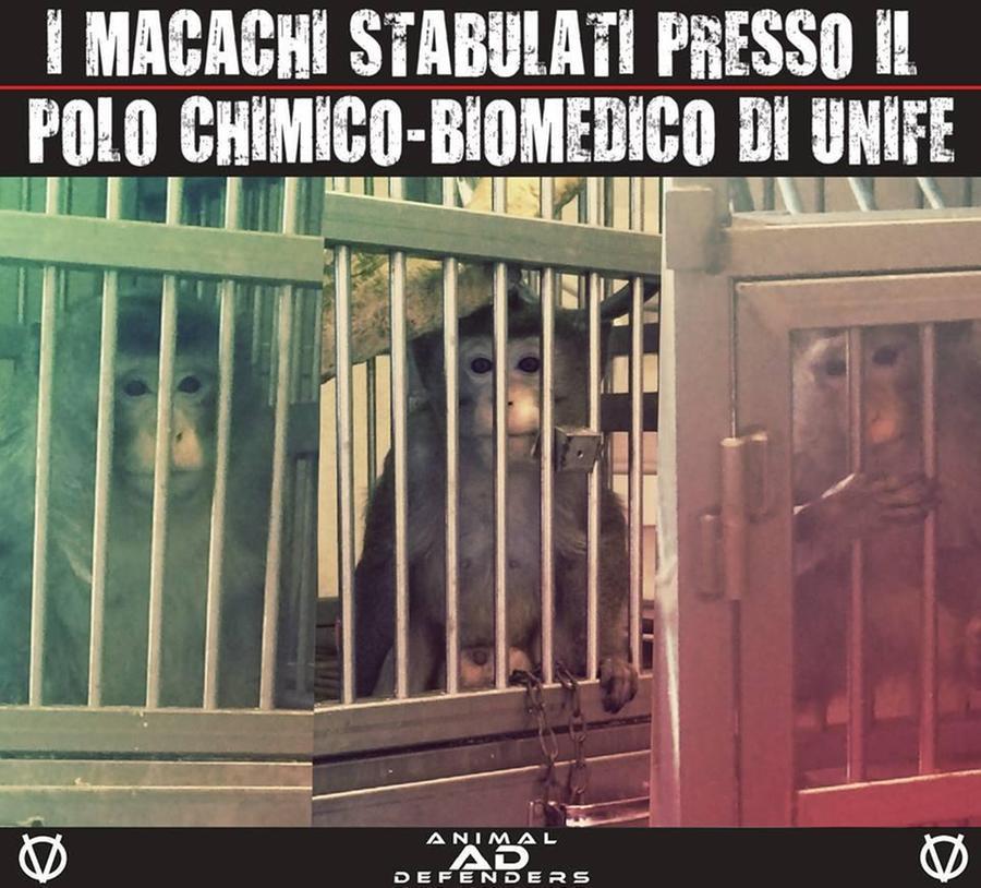 Ferrara, la rettrice di Unife e altri tre sotto indagine per i macachi