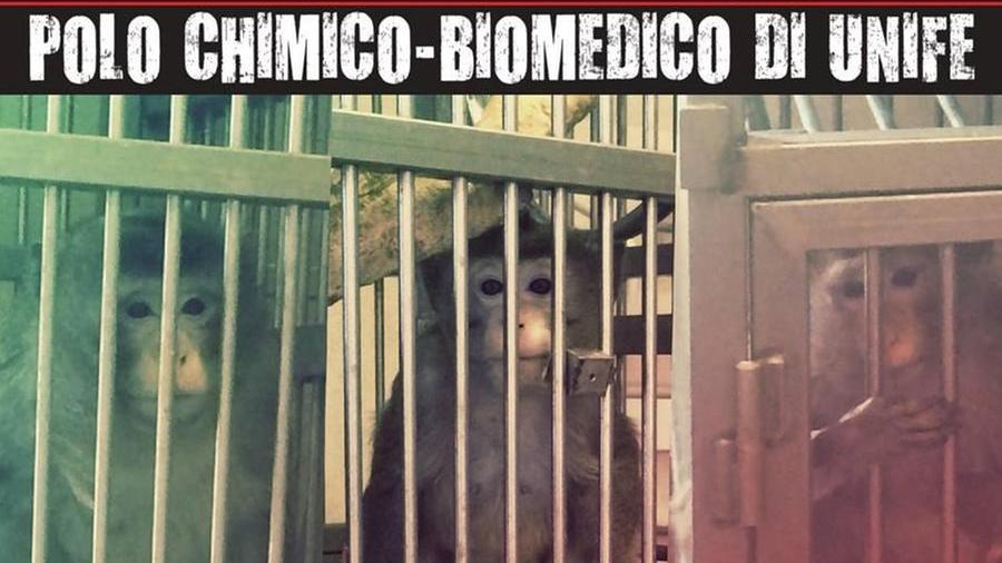 Ferrara, la rettrice di Unife e altri tre sotto indagine per i macachi