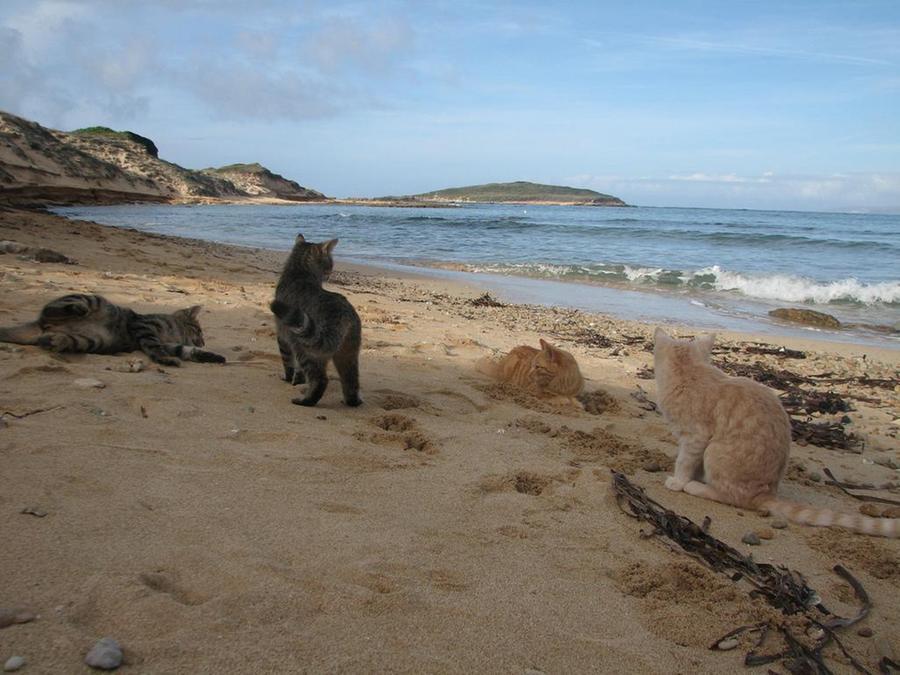
	I gatti della colonia felina in spiaggia a Su Pallosu

