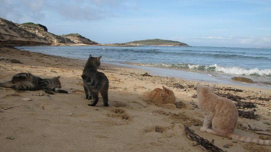 
	I gatti della colonia felina in spiaggia a Su Pallosu

