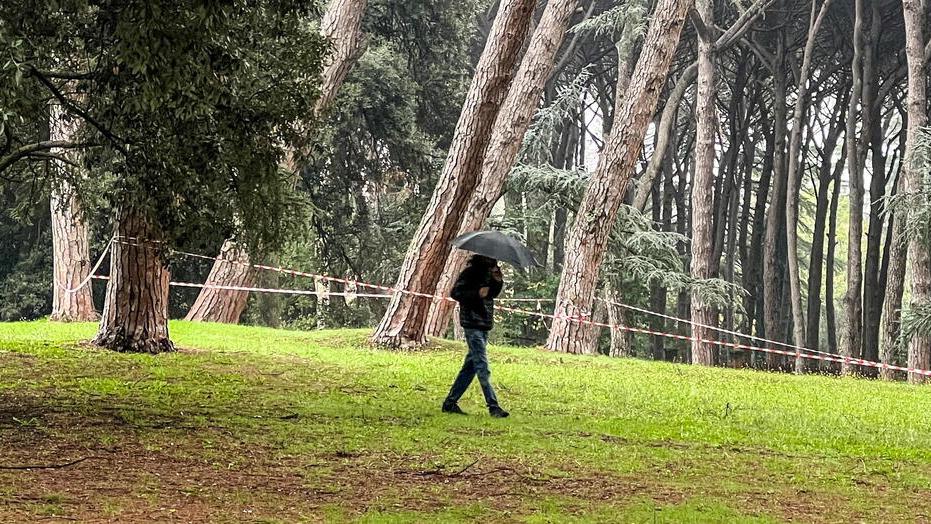 Pineta con alcune zone interdette delimitate da metri di fettucce