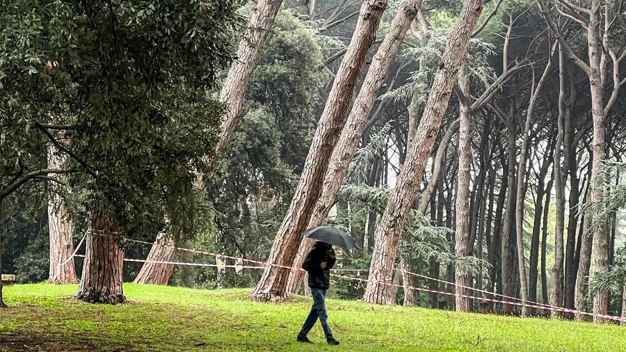 Le zone delimitate in pineta (foto Nucci)