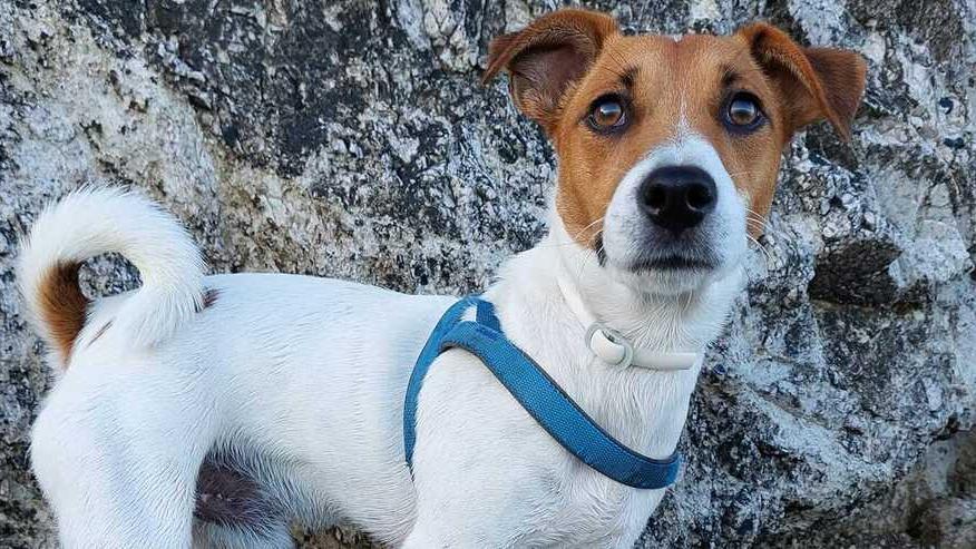«Thor è salvo per miracolo. Grazie a chi mi ha aiutato»<br>